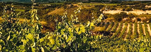 Passt perfekt zu Geflügel: Falstaff-Sieger Grüner Veltliner