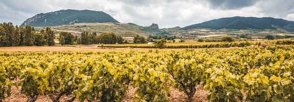 ES_generic_fallback_kit_vineyard Gaumenfreuden im top Angebot von Weingut Wruss