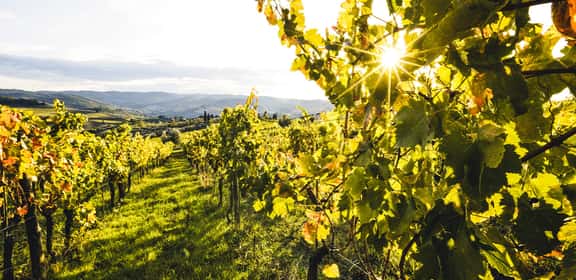 Ihr persönlicher Gutschein