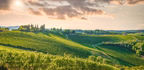 Authentische Weine aus dem Elsass