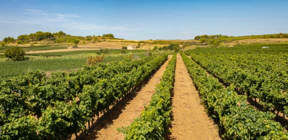 Languedoc - Sonne, Kräuter und Meeresbrise im Wein