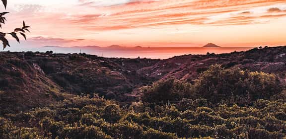 Süße Eleganz aus reifen Bouvier Trauben
