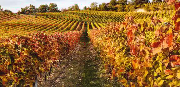 winery borri Rosé – Eleganz aus Rosalia DAC