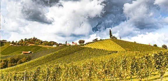 Charakaterischer Grüner Veltliner im Aktionspaket