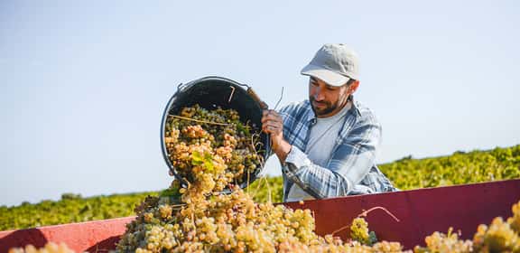 Aktuelle Angebote entdecken: Weine für den Herbst 