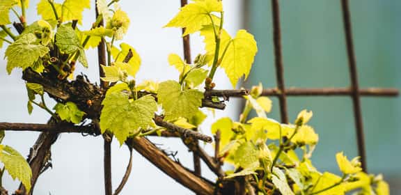Alte Reben - Prämierter Chardonnay von Weingut Juris
