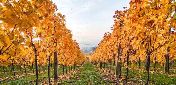 Weine für gemütliche Herbstabende