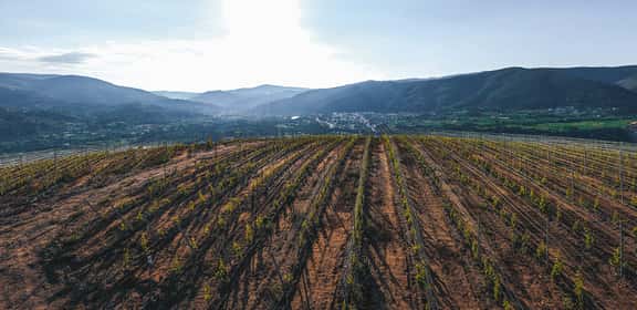 Der Klassiker im 5+1 Paket – Grüner Veltliner Falkenstein