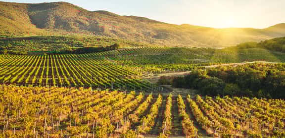 Sauvignon Blanc im top Angebot Paket