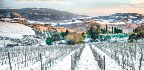 Wachauer Riesling vom Falstaff Winzer des Jahres 2024