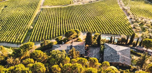 Viognier Limited Edition – Vielschichtig & harmonisch