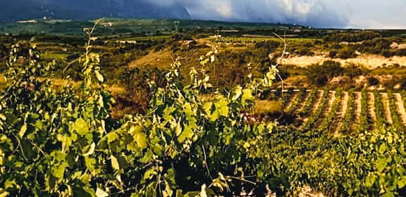 Passt perfekt zu Geflügel: Falstaff-Sieger Grüner Veltliner