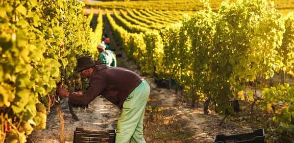 Marken - Weine mit Tradition