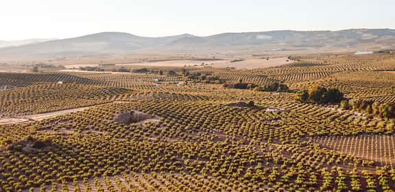 ES_generic_fallback_kit_vineyard Neuburger mit Charakter – würzig und ausgewogen