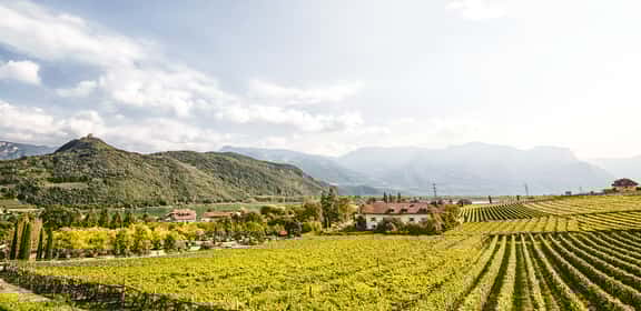Biowein - Weingut Payr im 4+2 Paket