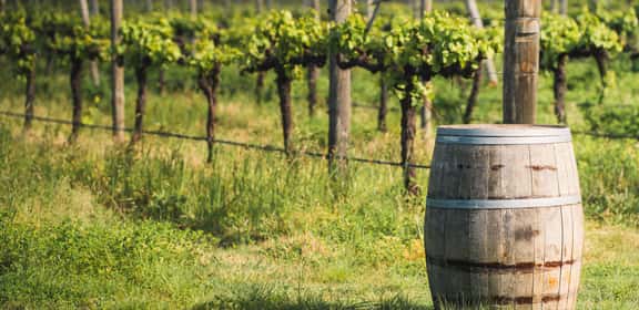 Regionen - Frankreichs Weinvielfalt erleben