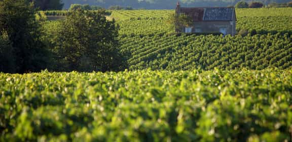 Filigrane Weine voller Finesse