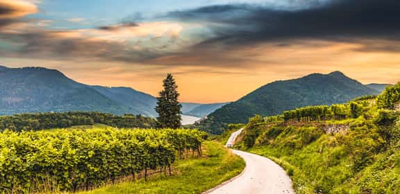 Sauvignon Blanc und Fisch – ein harmonisches Duo