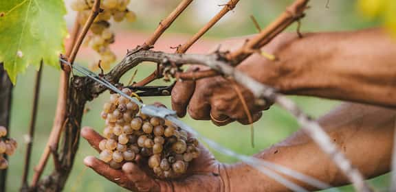 Herrlich aromatischer Gewürztraminer von StephanO