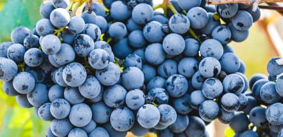 Traubensaft von Weingut Zöhrer zum Vorteilspreis