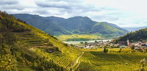Wachauer Riesling vom Falstaff Winzer des Jahres 2024