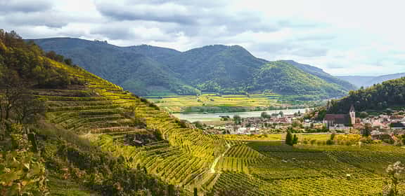 Wachauer Riesling vom Falstaff Winzer des Jahres 2024