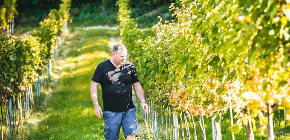 Lernen Sie die Vielseitigkeit Niederösterreichs kennen