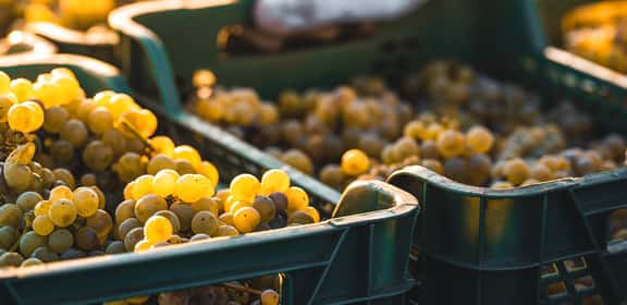 yellow grapes harvest Feinfruchtig & aromatisch – Rheinhessische Scheurebe