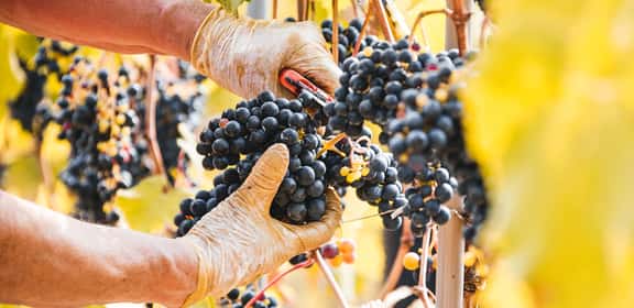 Würzig, mild und nachhaltig – VDP.Ortswein genießen