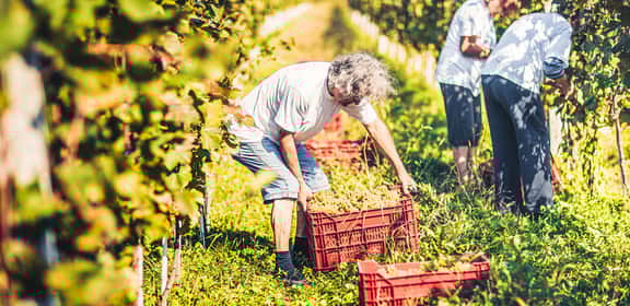 Entdecken Sie die Vielfalt veganer Weine