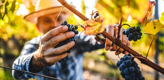 old winemaker picking red grapes Die Welt der Emilia Romagna
