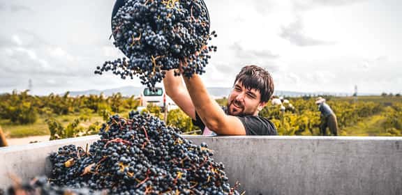red grape harvest Blaufränkisch aus Württemberg