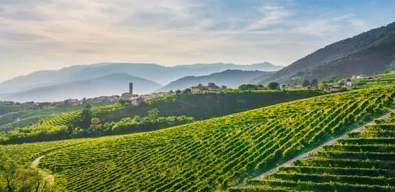 JETZT NEU: Weine aus Italien