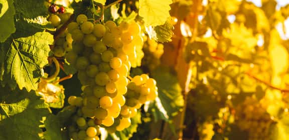 5+1 trockener Weißwein – perfekt für jeden Anlass