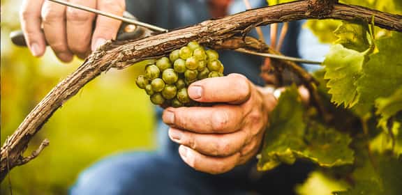 5+1 Aktion – Der perfekte Wein für Familie & Freunde