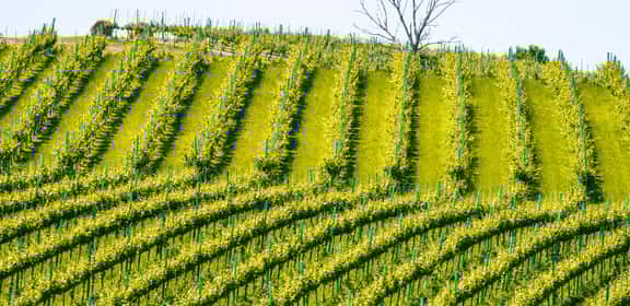 Beaujolais - Frische, Frucht und französische Lebenslust