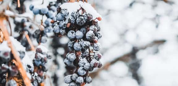 Eiswein - Süße aus der Kälte