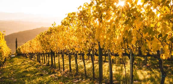 Sparkling Tea zum Aperitif von Weingut Regele
