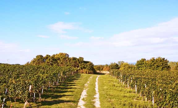 WachterWein