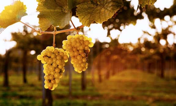 Utopia Wines