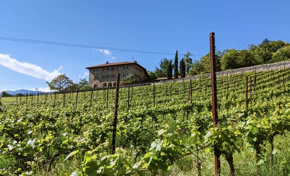 Tenuta Volpare