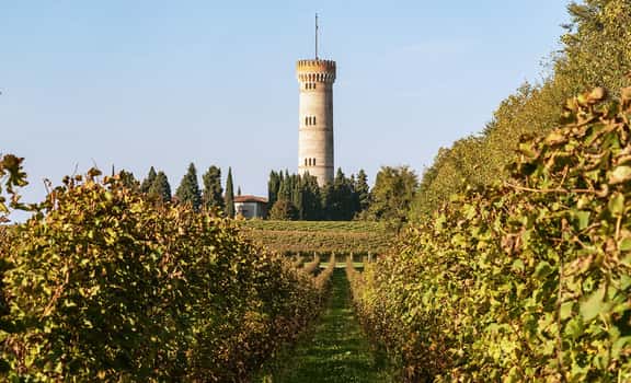 Citari