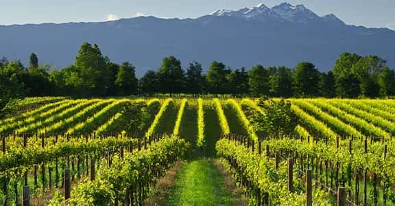 Tenuta Bosco Albano