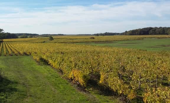 Domaine Thierry et Tanguy Cosme