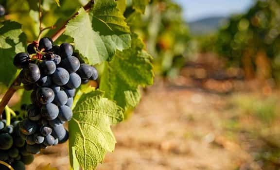 Domaine de La Croix des Charmes