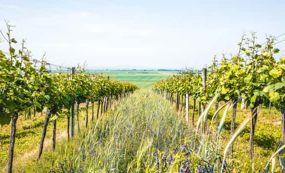 Preisinger-Reinberger