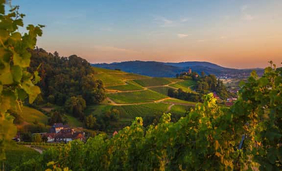 Weinmanufaktur Gengenbach