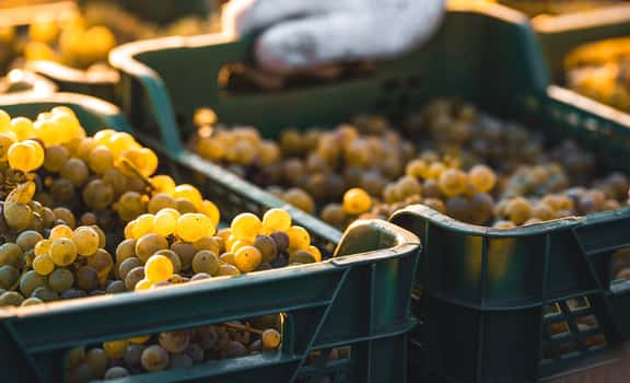 yellow grapes harvest Dreolino