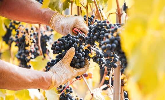 Risveglio Agricolo