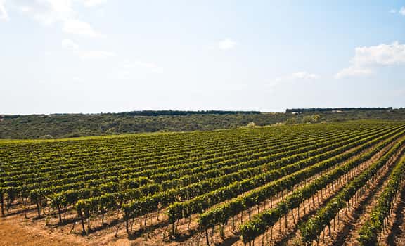 Societá Agricola San Vito
